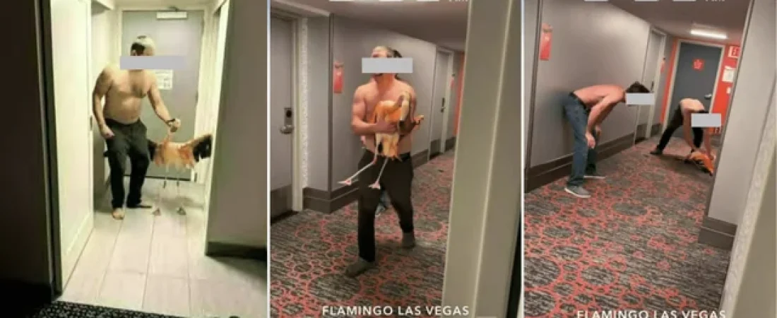 las-vegas-police-tourist-stole-injured-flamingo-at-iconic-v0-yf24ebeTzuKEw5qyd0tfUg0N5rP-7YilzCpHTxtP0RY