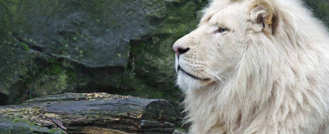 México: presentaron una pareja de cachorros de leones africanos blancos en el zoológico de Querétaro