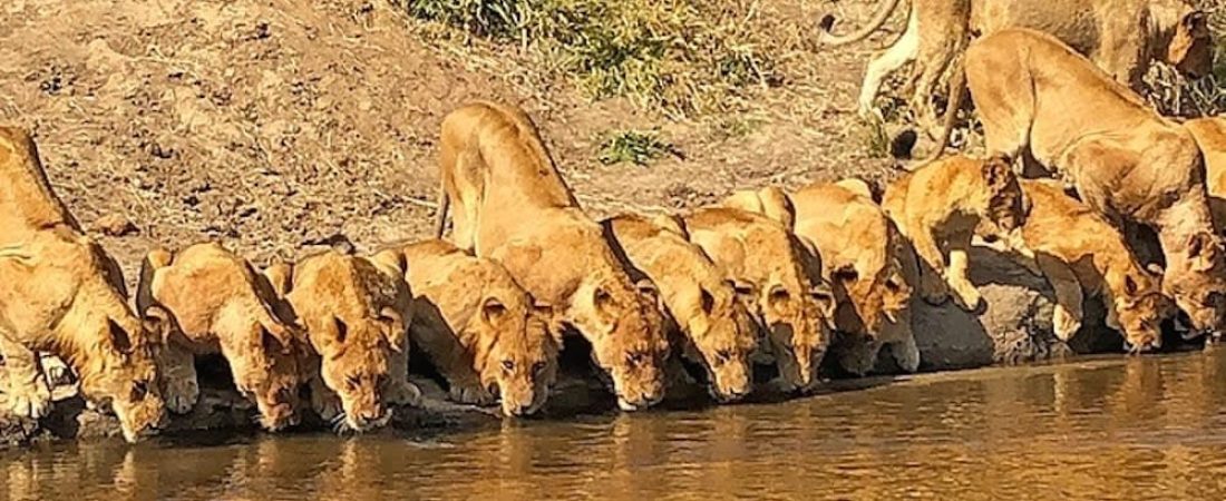 leones tomando agua