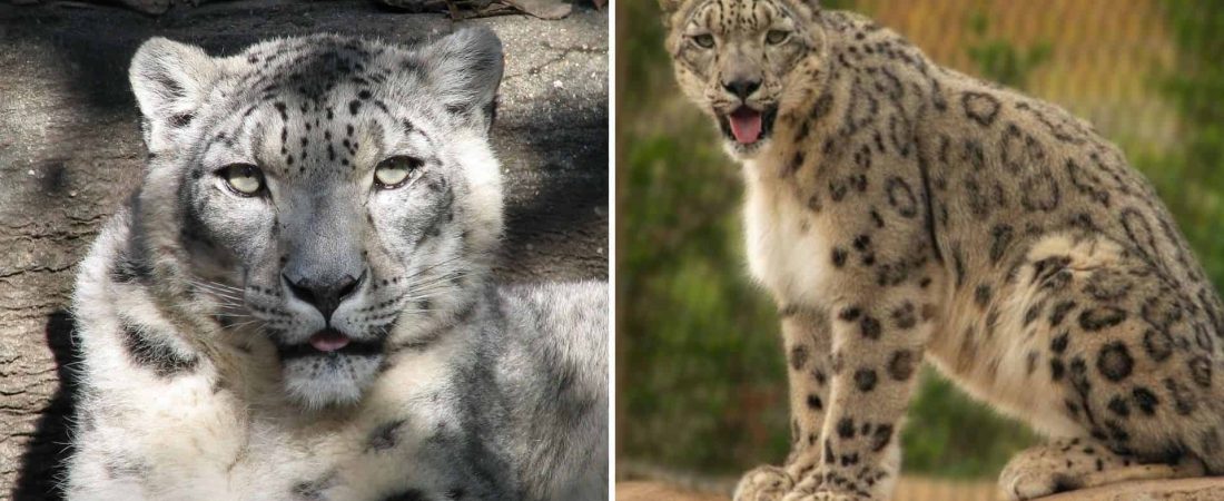 Tres leopardos de las nieves testearon positivo de COVID-19 en un zoológico de Estados Unidos