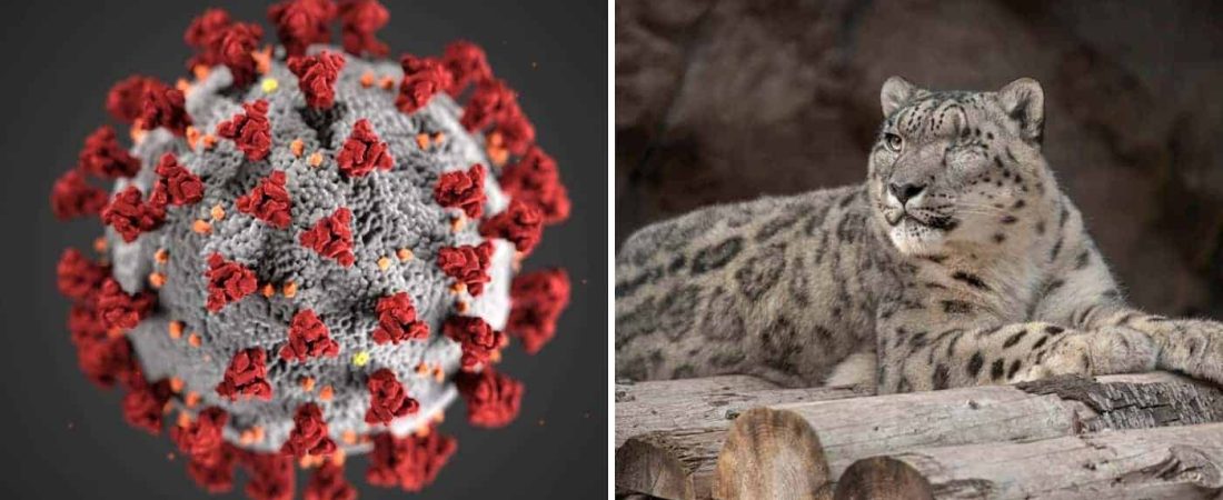 Un leopardo de las nieves de un zoológico de Estados Unidos resultó ser un caso positivo de COVID-19