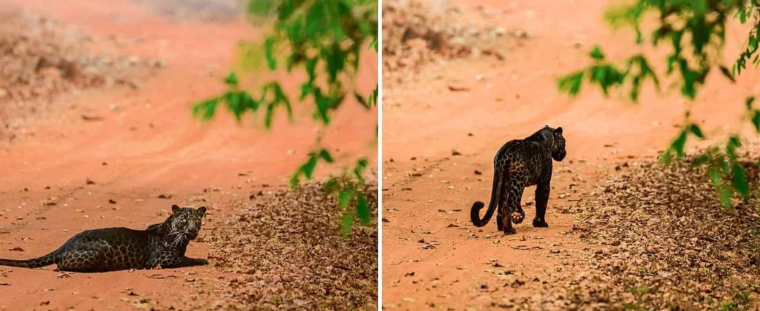 Logaron fotografiar a un impresionante leopardo negro en India