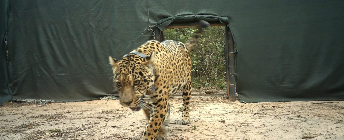 liberacion_yaguarete_acai_6