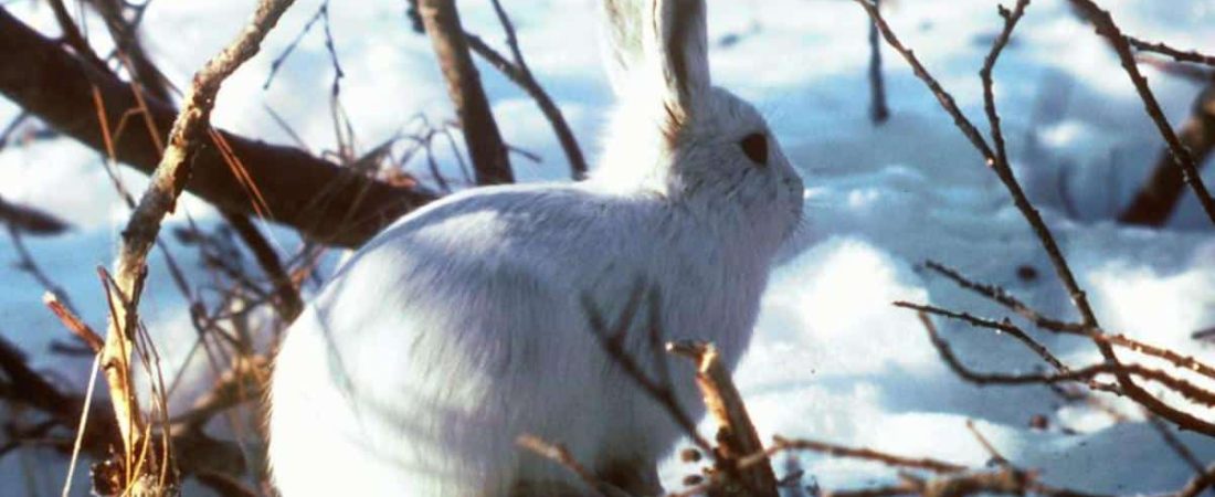 liebre_artica_caracteristicas_habitat_y_alimentacion_4182_orig