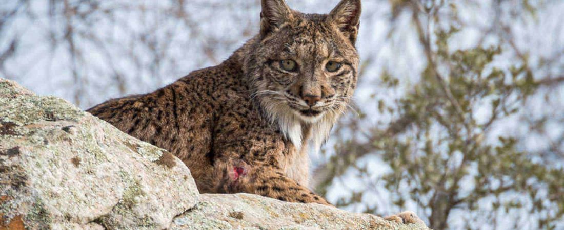 lince