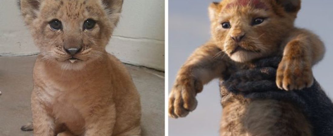 lion-king-live-action-baby-simba-bahati-dallas-zoo-fb-png__700