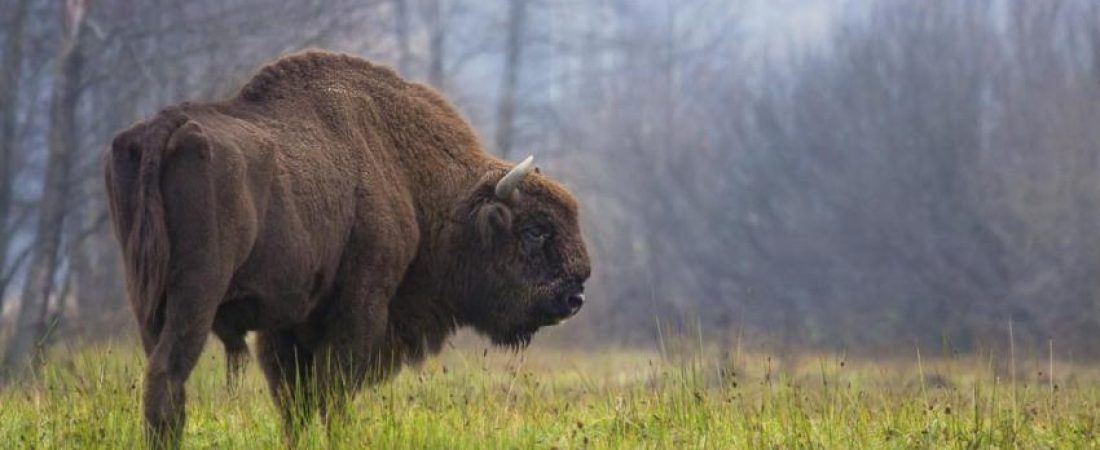 lista roja de ejemplares en peligro de extinción