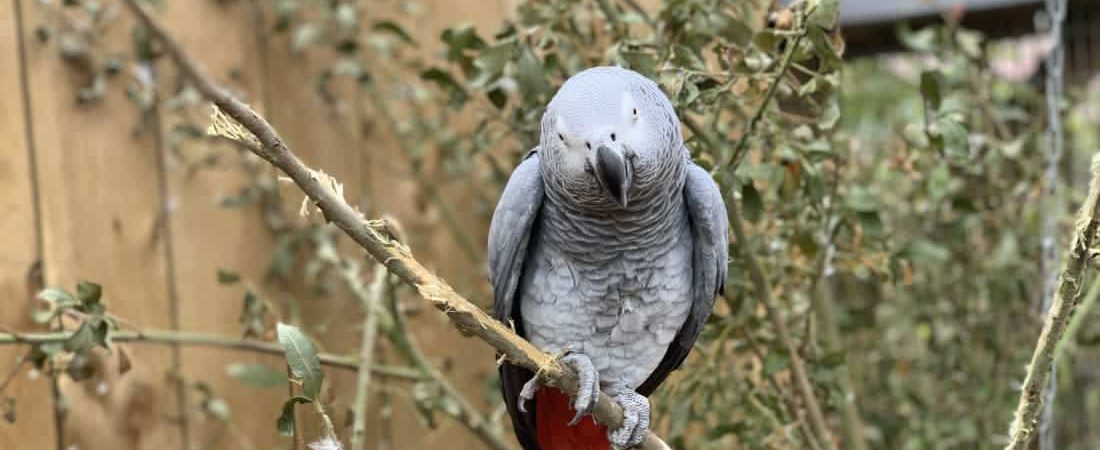 En un refugio para animales silvestres de Inglaterra tuvieron que llevarse a unos loros a otro lado porque decían groserías a la gente