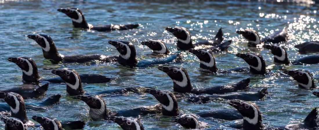 los-43-pinguinos-magallanicos-trasladados-desde-ALI6DCYXOZGVJKUTT2VXB7IWIQ