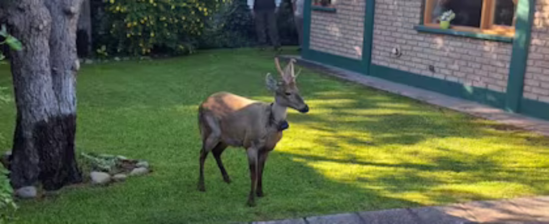 los-agentes-de-parques-nacionales-intentan-DBVHRYOEGBDLRJWLLIDWHBDLWI