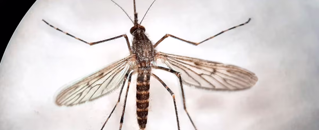 los-tres-mosquitos-hallados-en-islandia-son-de-la-D6NGQTDGXVELZKB27NGIOQVLWE