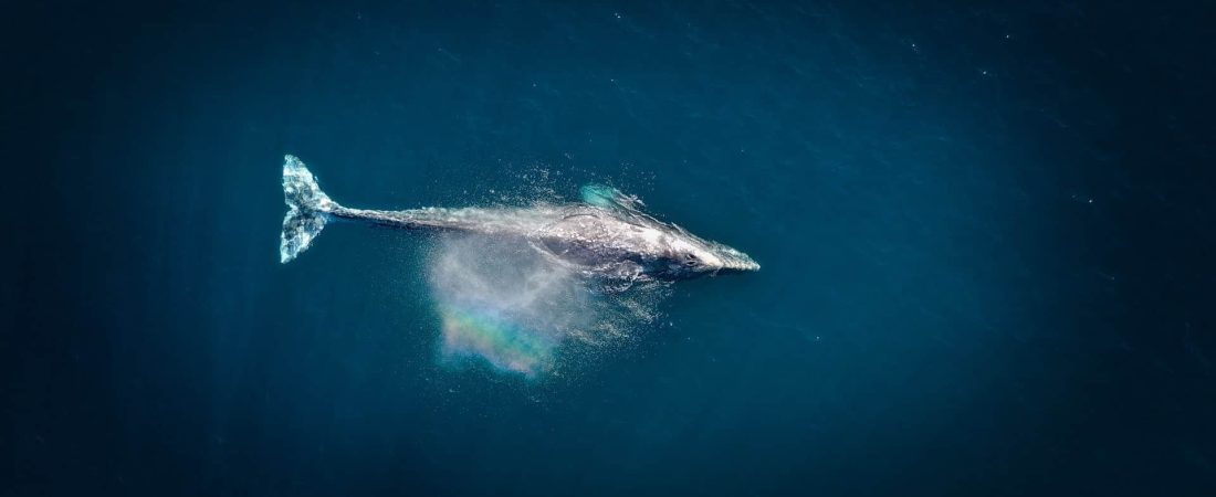 Nuevo estudio sostiene que al menos el 25% de los mamíferos marinos van camino a la extinción