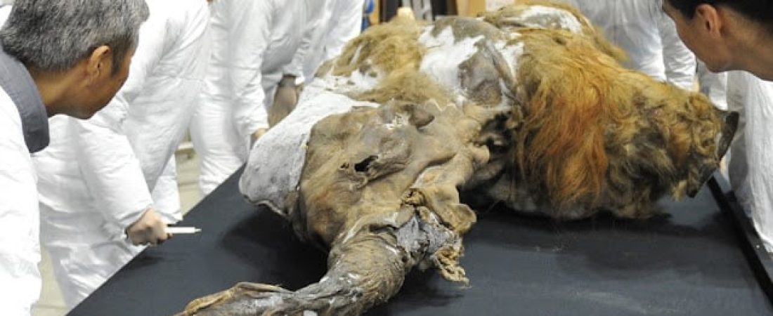 A 39,000-year-old female baby woolly mammoth named Yuka from the Siberian permafrost is surrounded by exhibition staff at an exhibition in Yokohama, suburban Tokyo on July 9, 2013. The frozen woolly mammoth will be exhibited from July 13 until September 16.    AFP PHOTO / KAZUHIRO NOGI (Photo by KAZUHIRO NOGI / AFP)