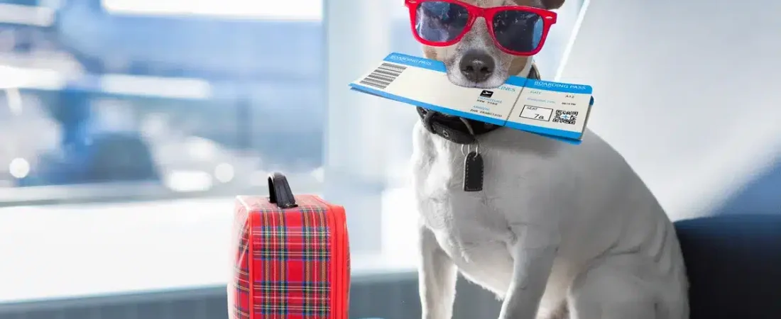 mascotas-viaje-avion