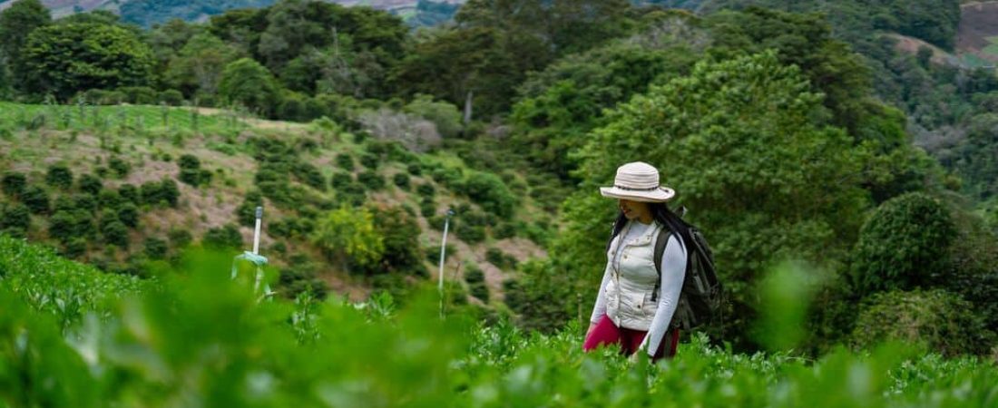 medium-Cerro Punta, Tierras Altas district, Chiriquí province.