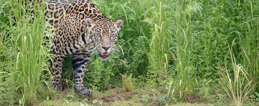 Close up of a jaguar (Panthera onca) alongside the Three Brothers river. Northern Pantanal, Brazil.