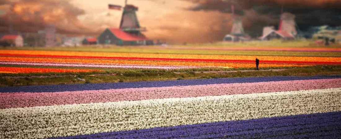 mejores-lugares-para-ver-tulipanes-en-Holanda-cuándo-y-cómo-visitar-campos-de-tulipanes