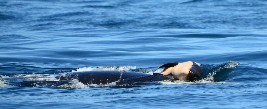 merlin_142003080_3a5fccc6-fc7b-4ce5-87a0-c6262f17df2c-superJumbo