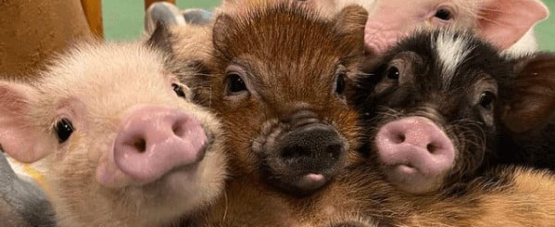 minipig