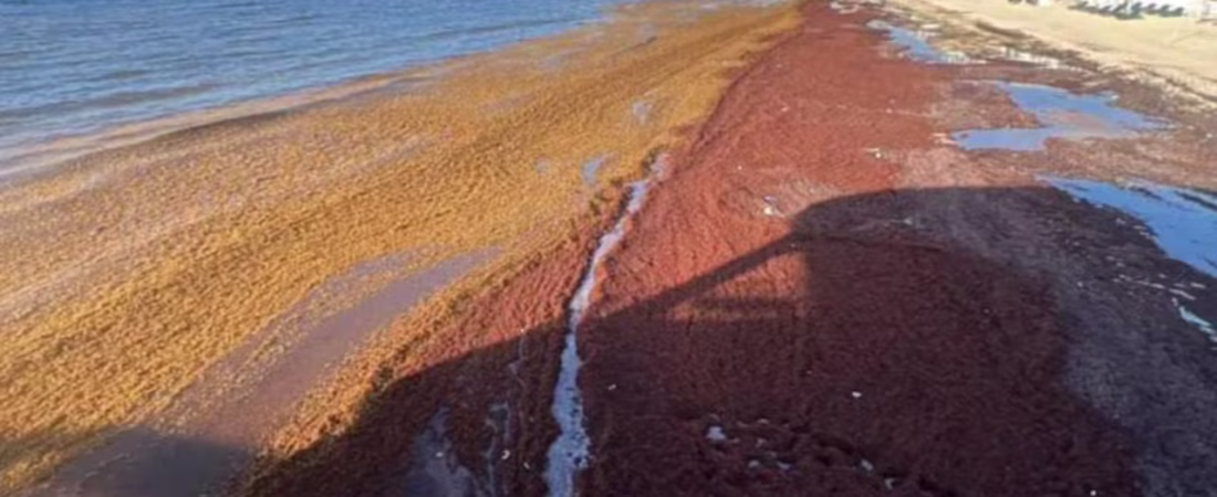 montanas-de-algas-en-descomposicion-cubren-la-PGHP57TS2RCERM5JM2V22HUUA4