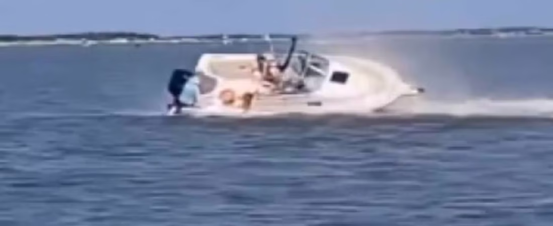 muere-una-ballena-tras-chocar-contra-un-bote-en-nueva-jersey-un-pasajero-cayo-al-agua