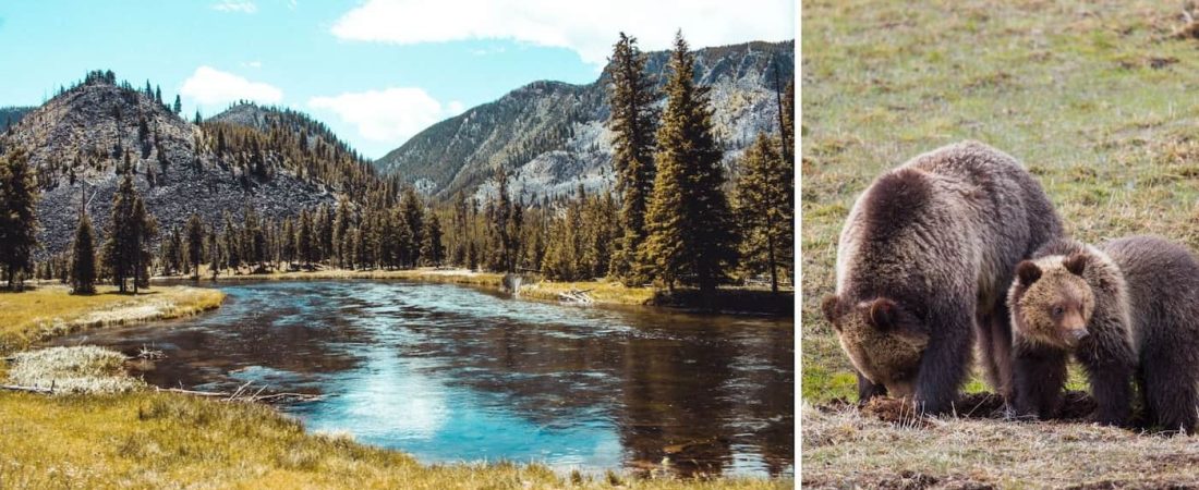 Una mujer que le tomó una foto de cerca a una osa grizzly fue sentenciada a 4 días de prisión