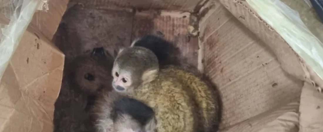 multimedia.normal.8f32fedb8553ed29.bm9ybWFsLndlYnA=