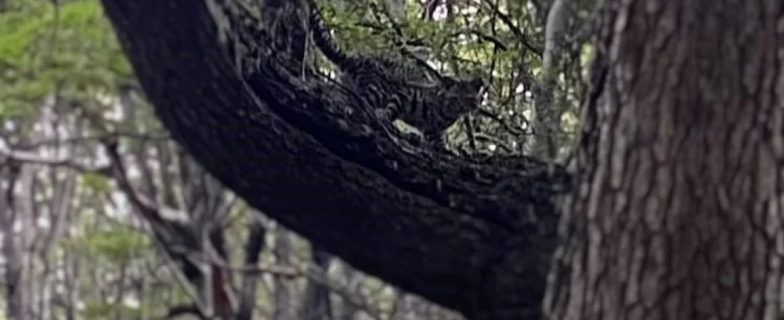 multimedia.normal.bbba9761719ca9cd.bm9ybWFsLndlYnA=