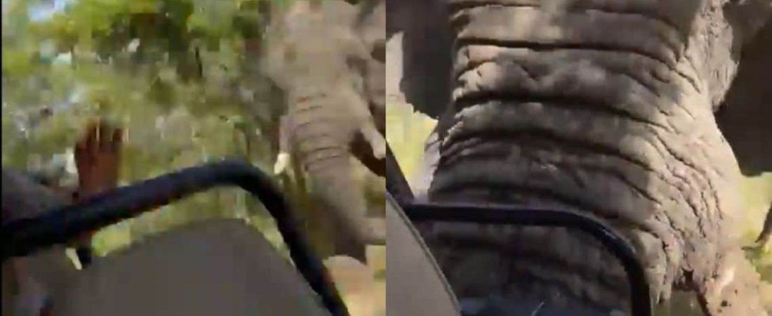 murio-una-turista-estadounidense-tras-ser-atacada-por-un-elefante-durante-un-safari-20240404-1780321