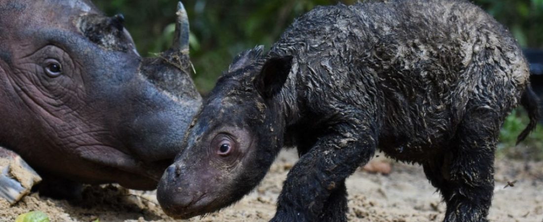 nace-un-rinoceronte-de-sumatra-y-vuelve-la-esperanza-de-salvar-a-su-especie