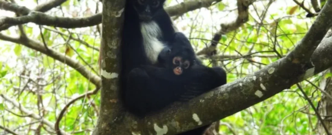 nace_cr-a_de_mono_ara-a_en_zona_de_m-xico_donde_la_especie_se_consideraba_extinta_-1-.png_1025562229