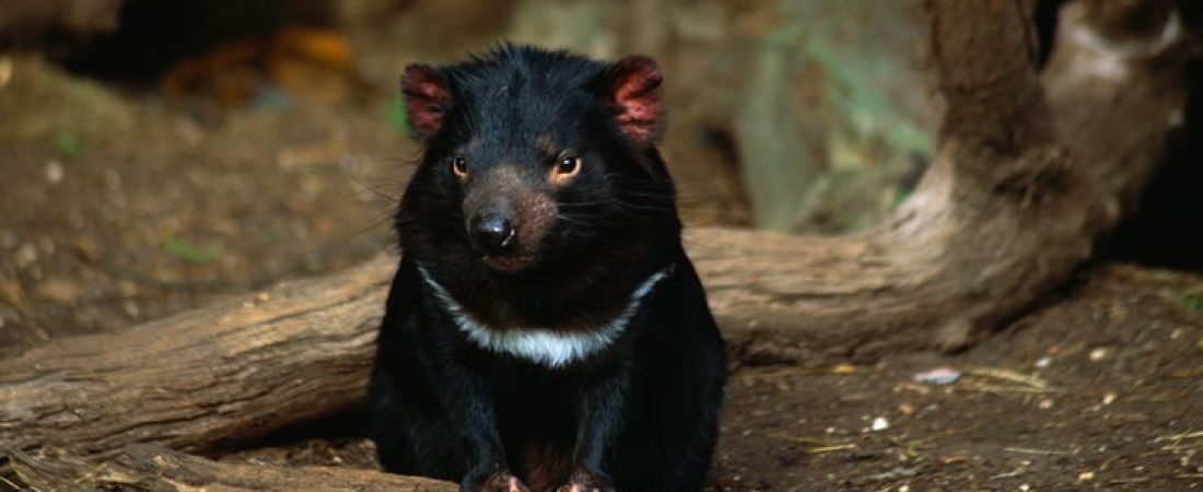 Tasmanian Devil