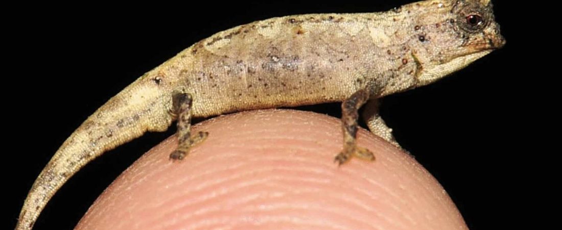 Descubrieron un nuevo camaleón en Madagascar y sería el reptil más pequeño del mundo