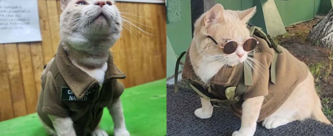 naruto-el-gatito-que-conquisto-chile-luego-de-ser-adoptado-por-la-comisaria-5936599b