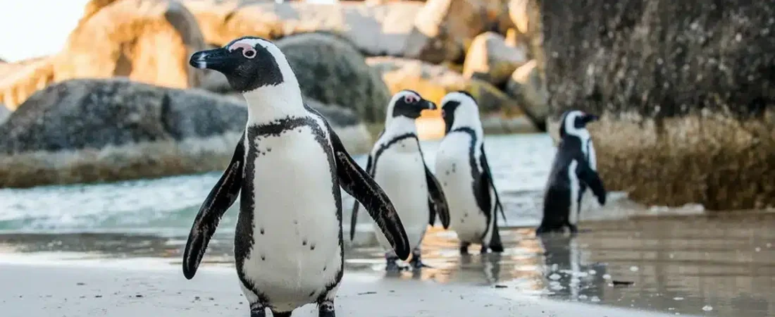 naturaleza-lo-mira-todo-pinguinos-aprende