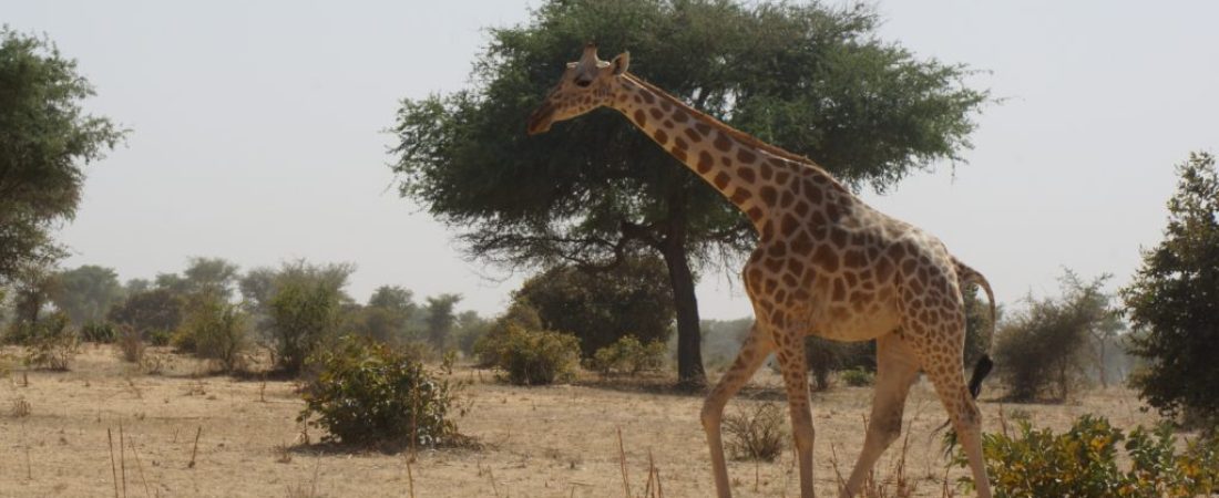 niger-e1563451713347-1024x681