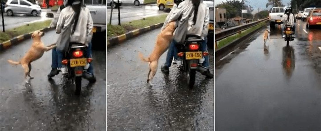 Perro abandonado