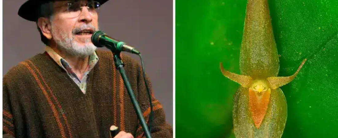 nueva-orquidea-colombia-homenaje-jorge-velosa_48670440_20250829201546