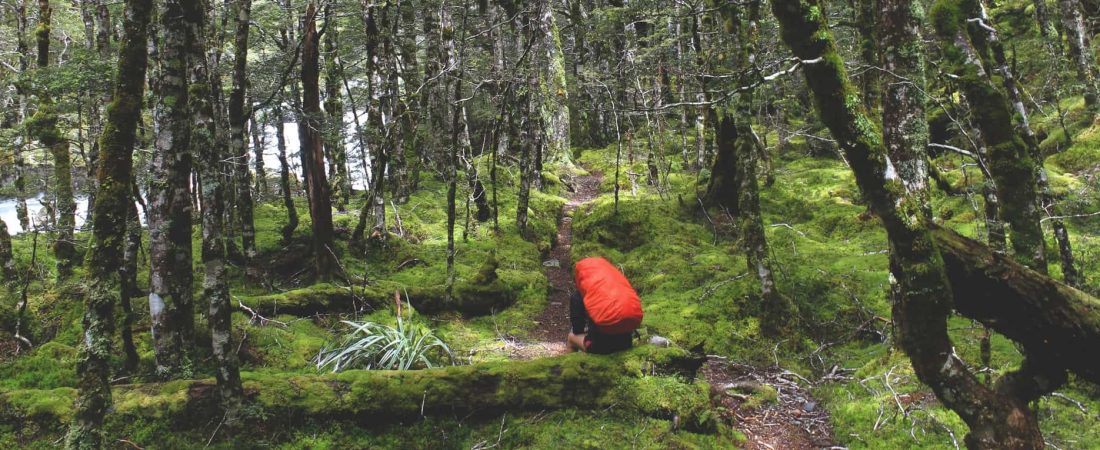 Nueva Zelanda propone a personas de todo el mundo crear un 'Bosque de esperanza' contando sus decepciones del 2020