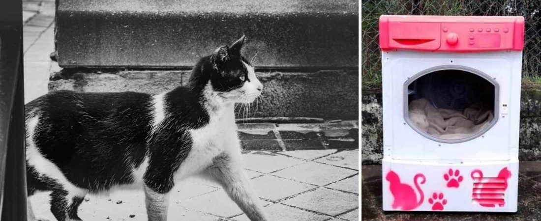 Los gatos callejeros de Portugal tendrán nuevas casas coloridas y especialmente decoradas