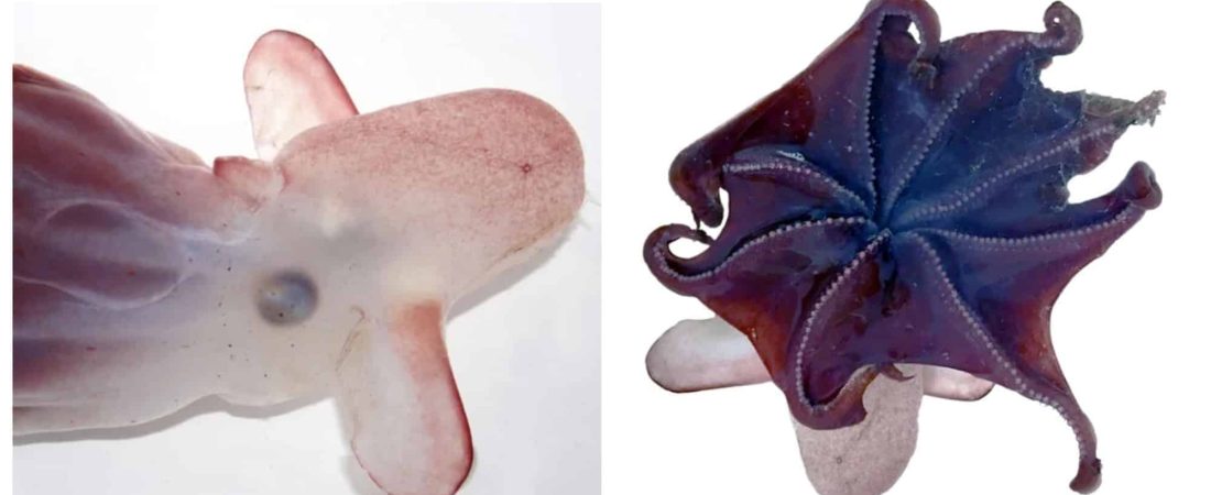 Un grupo de científicos encontró un nueva especie de pulpo Dumbo a unos 7.000 metros de profundidad