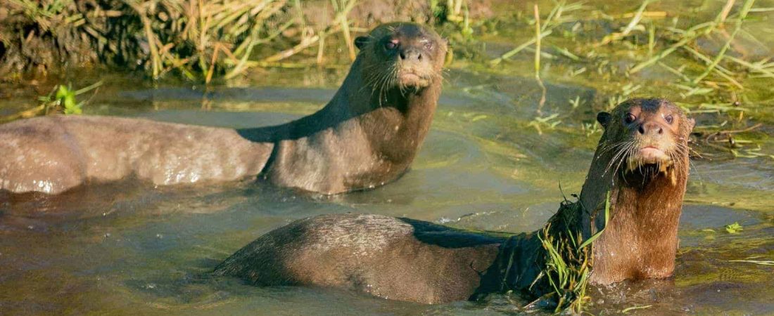 nutrias-gigantes-iberá