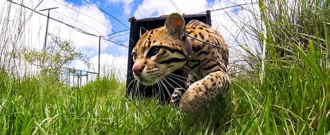 ocelote-en-ibera-rewilding-argentina-1