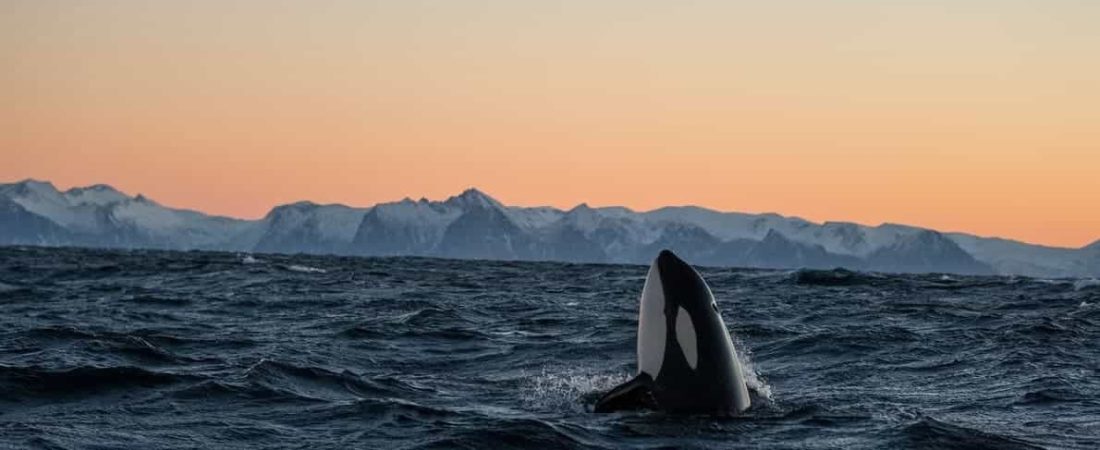 Te contamos todo sobre la orca que logró imitar sonidos de la voz humana