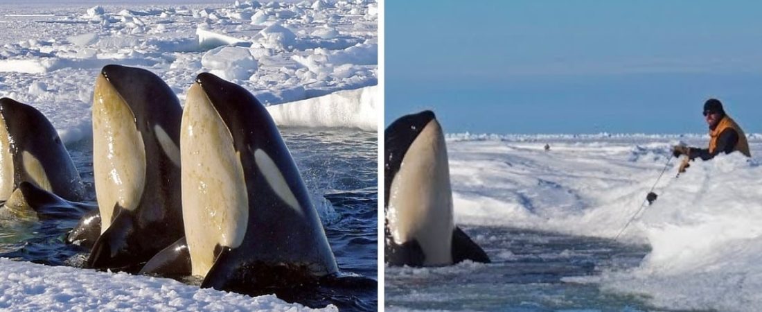 orcas antártida cazando