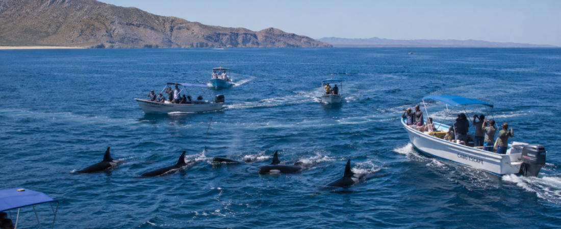 orcas canada