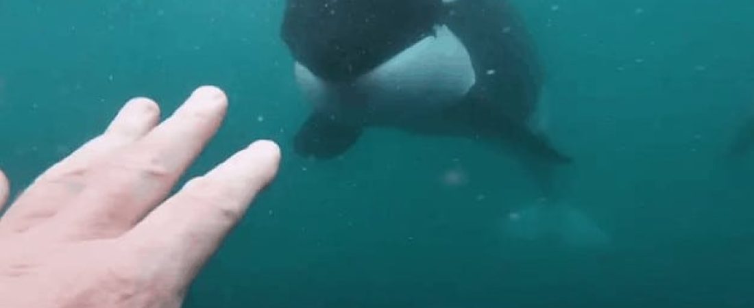 encuentro cara a cara con dos orcas