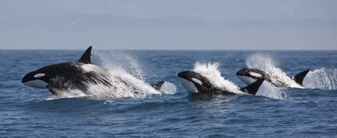 orcas