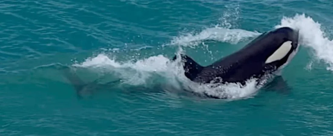 orcas-teaching-surfers-how-to-surf-i-couldnt-find-location-v0-ychfqmhwn9qf1