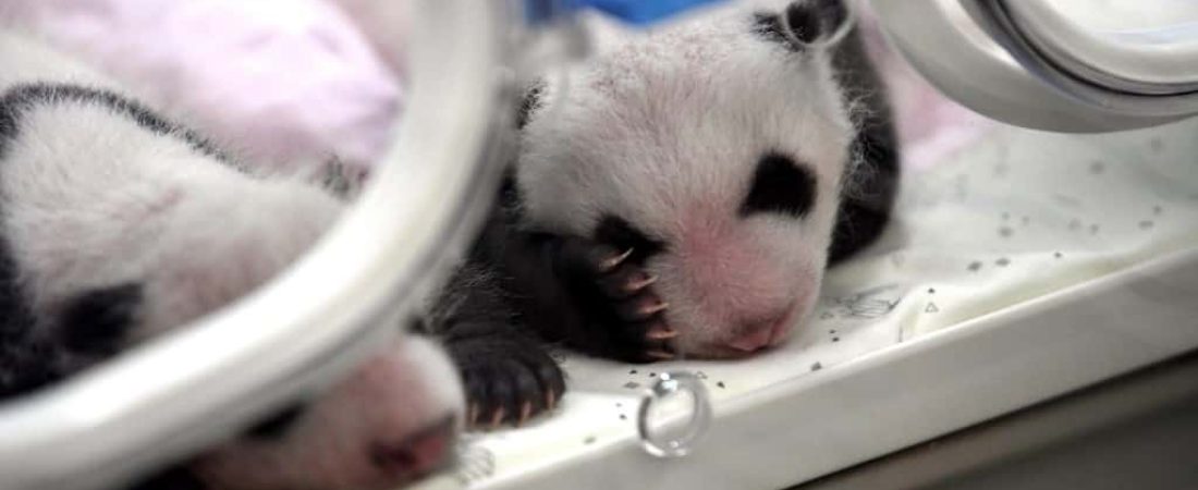 A pair of giant panda twins is kept in an incubator at a zoo in Chongqing, China, 23 July 2019.

Two giant pandas in a zoo in southwest China's Chongqing Municipality gave birth to two pairs of twins on 23 June 2019. Female panda Lanxiang, 17, gave birth to a pair of male cubs in the wee hours of June 23, weighing 167 and 115 grams, respectively. Another female panda, Mangzai, gave birth to a pair of female cubs in the afternoon on the same day, measuring 142 and 160 grams in weight, respectively. This was the second time that the two giant pandas gave birth to twins, according to the zoo.